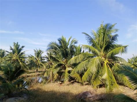 Kelapa Pandan Wangi