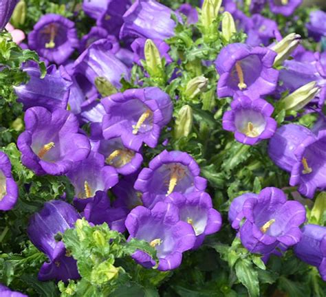 Campanula Champion Blue | Calloway's Nursery