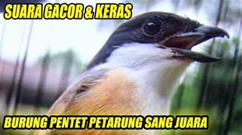 BURUNG PENTET Gacor Suara Keras Luar Biasa Untuk Pancingan Mantap YouTube