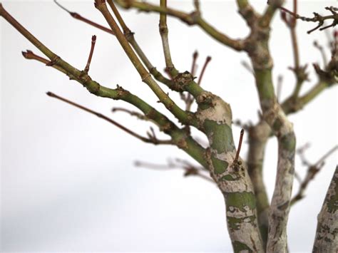 Shohin Japanese Maple winter pruning and wiring – Nebari Bonsai