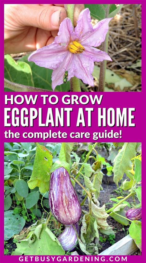 Growing Eggplant The Complete How To Guide Artofit