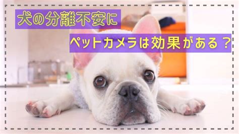 犬の分離不安にペットカメラは効果がある？愛犬にしてあげたことも紹介！ ペットカメラナビ