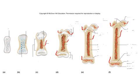 Skeletal System Labeling Quiz Diagram Quizlet