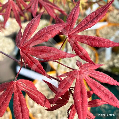 Acer Palmatum Red Crusader Rable Du Japon Palmatia Plantes