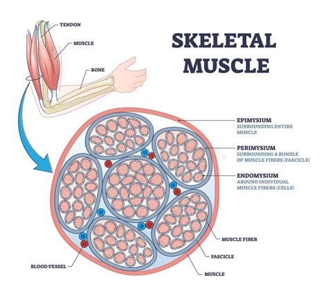 Endomysium Location Stock Illustrations – 2 Endomysium Location Stock ...