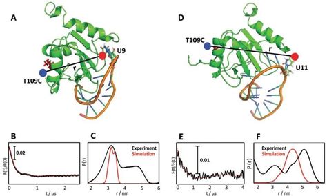 A And D Structures Of The Rbd Sl E Complexes With The Protein