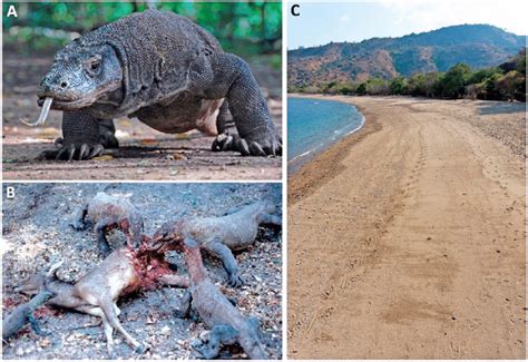 Largest Komodo Dragon Ever