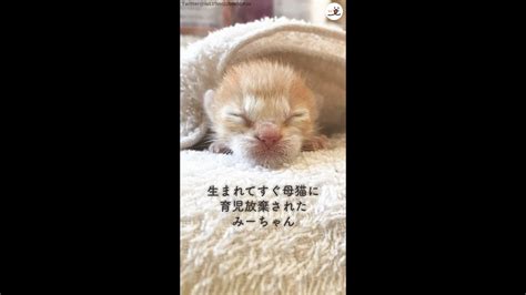 生まれてすぐ母猫に育児放棄された子猫が出会った、あたたかい家族 Youtube