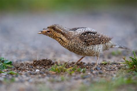 Artenf Rderung Wendehals Schweizerische Vogelwarte