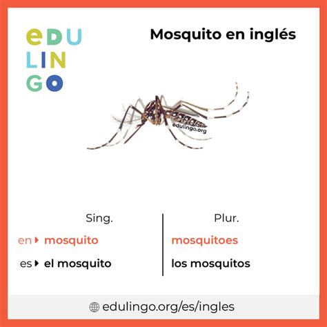 Plural De Mosquito Em Ingles