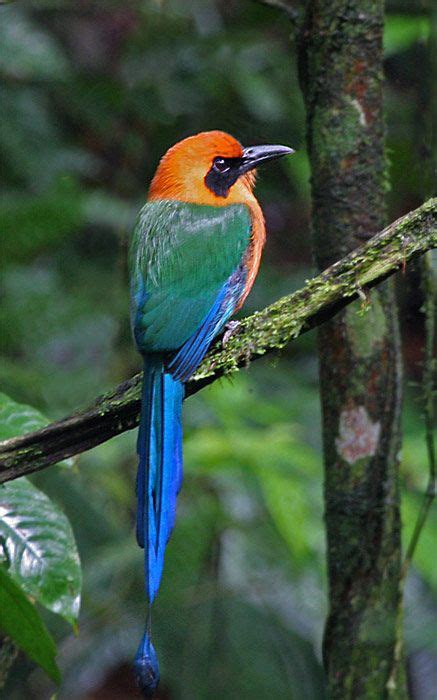 115 best images about Small Tropical Birds on Pinterest | Tropical, Ecuador and Colorful birds