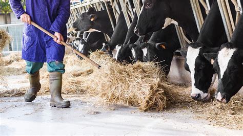 The Missing Element In Your Cow S Forage Alltech