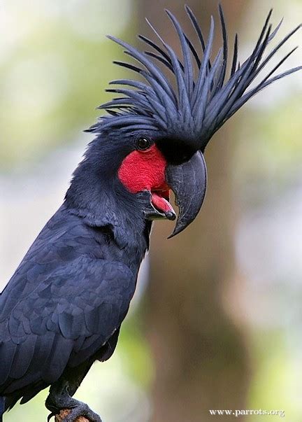 Palm Cockatoo | World Parrot Trust