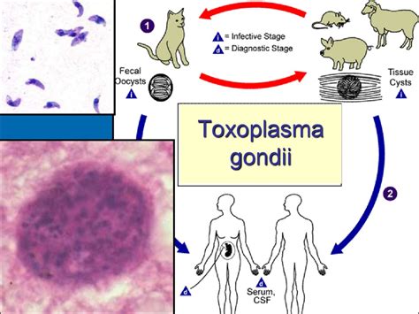 Protozoa As Parasites Of Human Being презентация онлайн