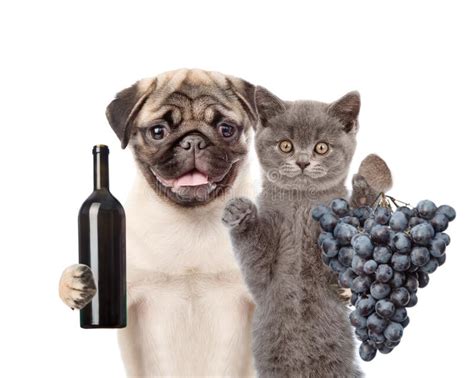 Cachorro Y Gatito Con Una Botella De Vino Tinto Y Un Racimo De Uvas