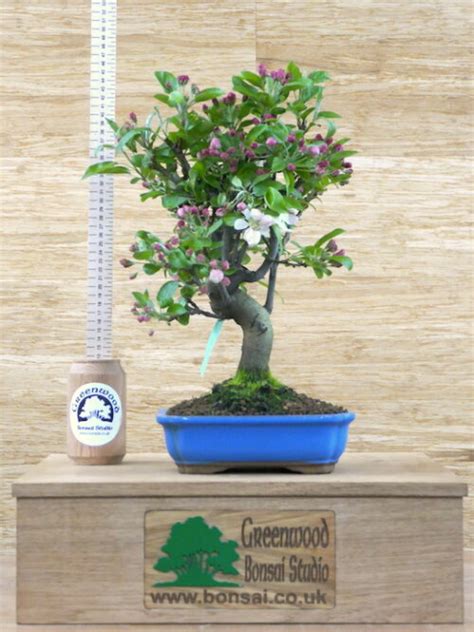 Crab Apple Bonsai Trees Buy Online Greenwood Bonsai Studio