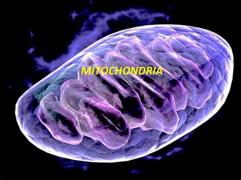 Chloroplast and mitochondria