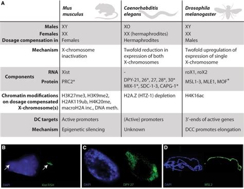 Mammalian Caenorhabditis Elegans And Drosophilamelanogaster Dosage