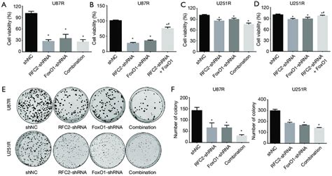 Knockdown Foxo Rfc Signaling Pathway Inhibited Cell Growth And Colony