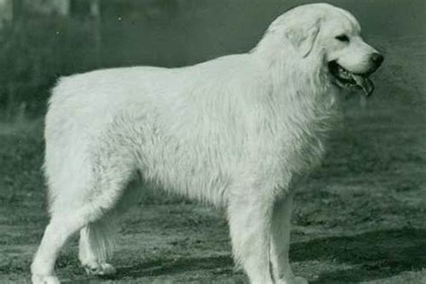 Great Pyrenees History: Where the Breed Originated