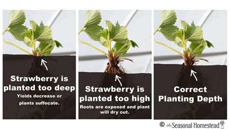 How To Plant Strawberries The Seasonal Homestead