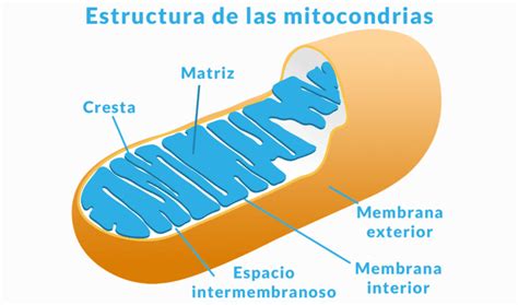 Mitocondrias ¿qué Son Y Qué Función Cumplen En El Organismo