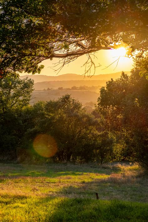 Brown Trees during Sunset · Free Stock Photo