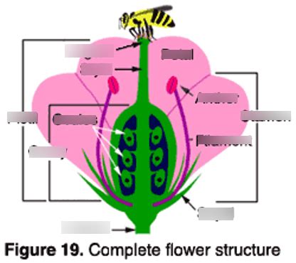 Flower Structure Diagram Diagram | Quizlet