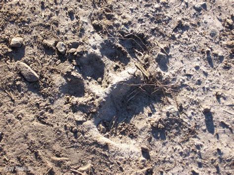 Bear paw print |Funny Animal