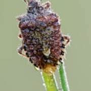 Hairy Shieldbug Photograph By Heath Mcdonald Science Photo Library