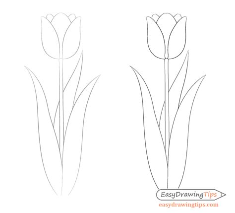 Easy Tulip Drawing Step By Step Easydrawingtips