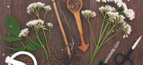 Valerian Root Benefits Uses Dosage And Side Effects Dr Axe