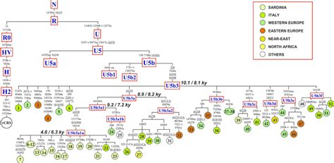 Detailed Tree of U5b3 in the Context of Haplogroup U5 The tree includes ...