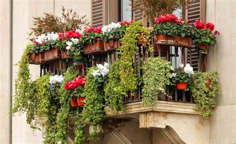 Las Mejores Plantas Para Balcones Bricofanaticos