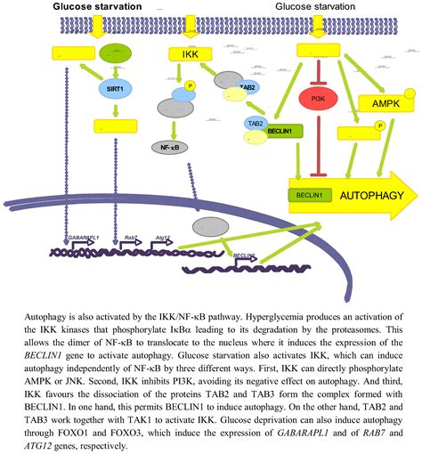 Regulation Of Autophagy By Glucose In Mammalian Cells