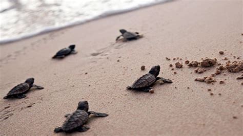 এযেন একেবারে Turtle Tsunami হাজার হাজার কচ্ছপ দল বেঁধে নদীর চরে