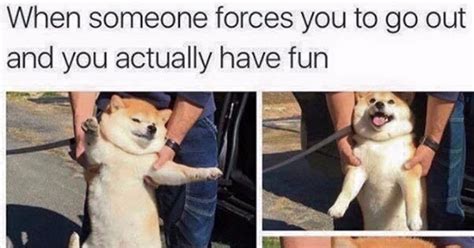 What Is the Wholesome Dog Meme? | POPSUGAR Tech