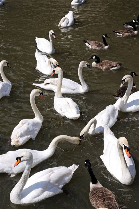 Swans On River Avon Stratford Upon Avon Stock Photo Image Of