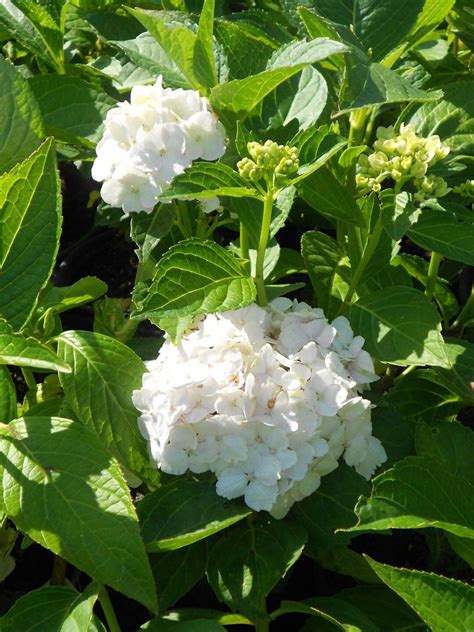 White Flowers With Green Leaves In The Sun