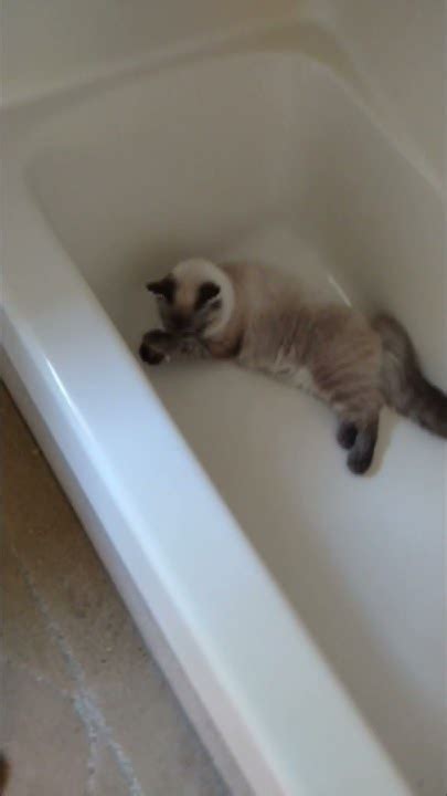 Rub A Dub Dub A Kitty In The Tub Youtube