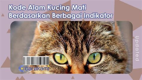 10 Kode Alam Kucing Mati Berdasarkan Berbagai Indikator