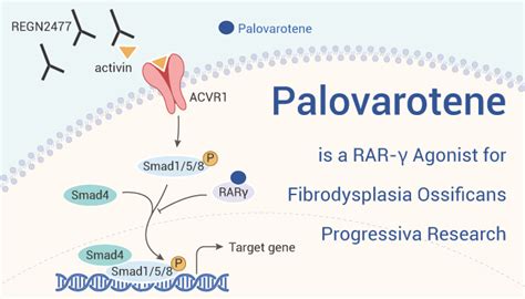 Palovarotene is a RAR-γ Agonist for Fibrodysplasia Ossificans Progressiva Research - Immune ...