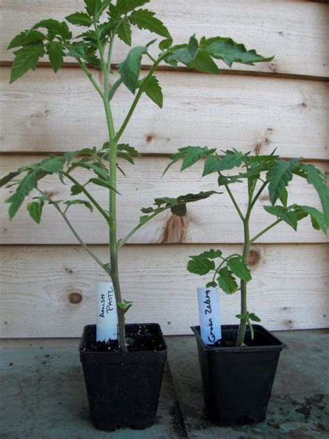 Buying Healthy Tomato Plants: What to Avoid - Farm to Jar