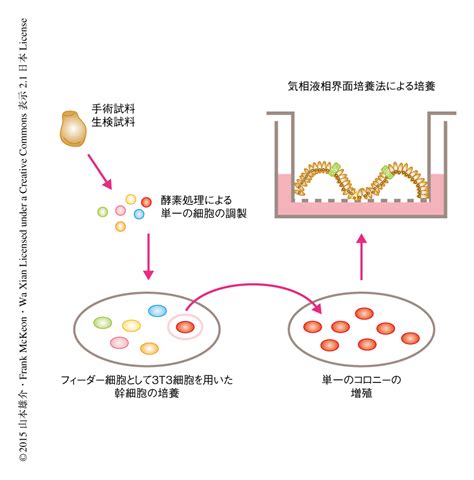 基底状態のヒトの腸管上皮幹細胞の培養法の確立 ライフサイエンス 新着論文レビュー