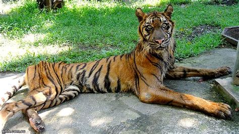 nasib haiwan  zoo  negara suara merdeka
