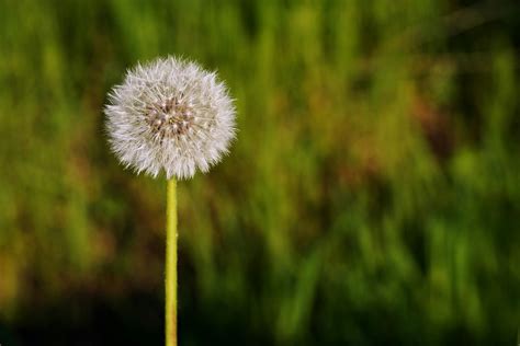 Dandelion Clock Photos, Download The BEST Free Dandelion Clock Stock ...