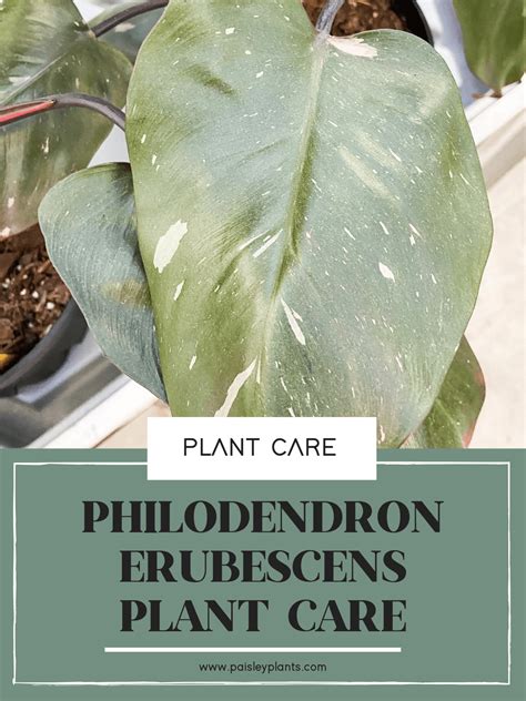 Philodendron Erubescens Plant Care Guide Paisley Plants