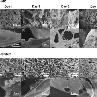 Representative scanning electron microscopy (SEM) micrographs of the ... 
