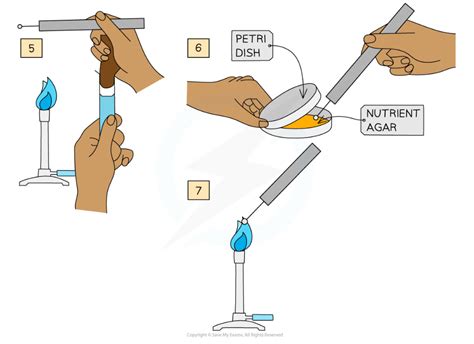 Edexcel A SNAB A Level Biology 复习笔记4 2 9 Antimicrobial Properties of