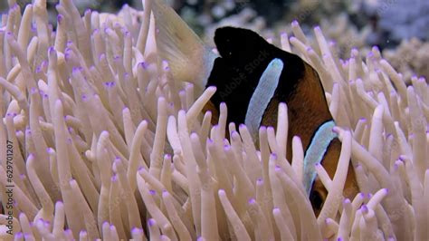 Clark S Anemonefish Amphiprion Clarkii Peeking Out Of Its Host